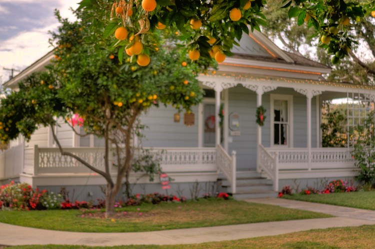 Hanging oranges